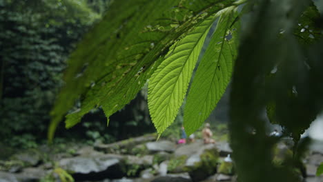 trough looking panning shot of long leaves at the nung nung waterfall in bali