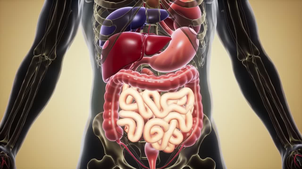 Anatomical Illustration of Human Digestive System Revealing Internal Organs Such as Stomach, Liver, and Intestines in a Detailed and Educational Perspective