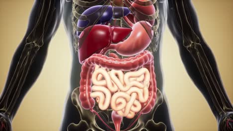 anatomical illustration of human digestive system revealing internal organs such as stomach, liver, and intestines in a detailed and educational perspective