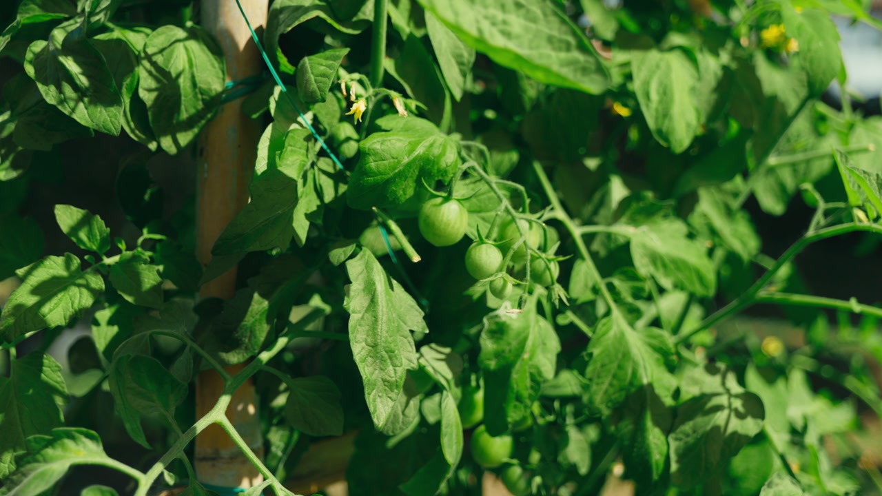 Ripe tomatoes growing on the vine in a vegetable patch in the countryside of Chiang Mai, Thailand, illuminated by natural sunlight on a bright, sunny day.