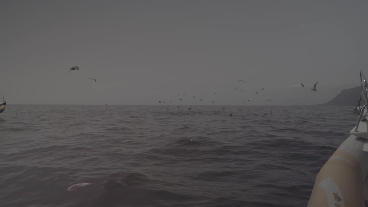 바다에서 낚시하는 갈매기가 많은 테네리페 화산 카나리아 섬 스페인의 바다 전망