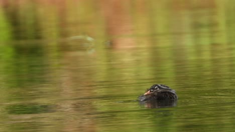 Small-bird-cheeks-in-Pond-UHD-MP4-4k-Video-