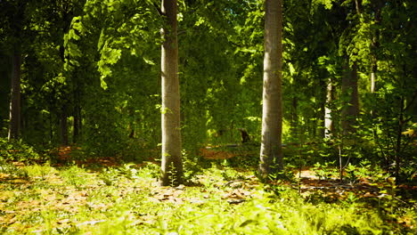 Sun-beams-through-thick-trees-branches-in-dense-green-forest