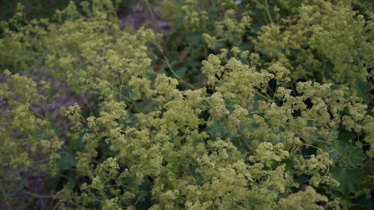 Slow motion shot of Ladies Mantle at a herb farm