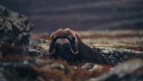 view of a resting musk ox bull in autumn tundra in dovrefjell, norway - close up