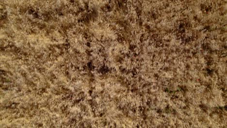 Top-down-shot-overlooking-a-ripe-wheat-field-in-the-French-countryside