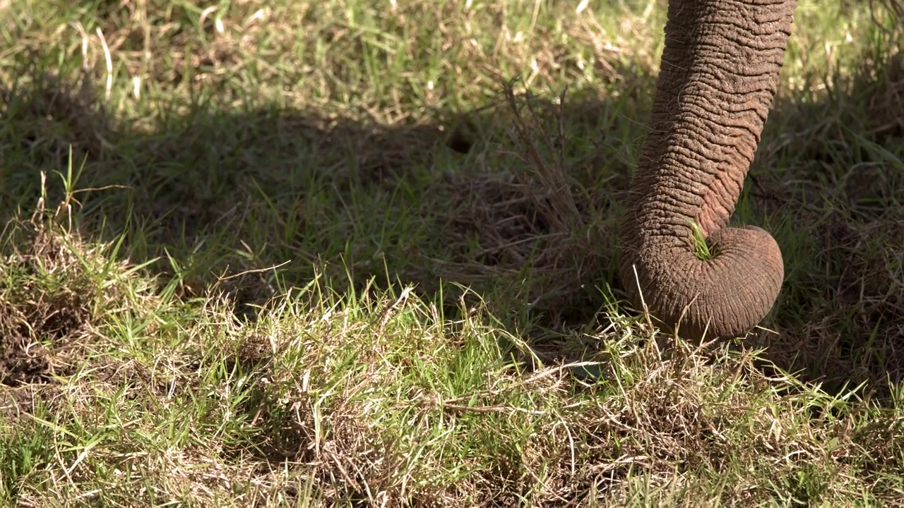 Primo piano della proboscide di un elefante che strappa e cerca erba verde sotto una luce solare intensa