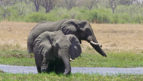 two african elephants feeding on the green grass near the river in makgadikgadi pans national park, botswana