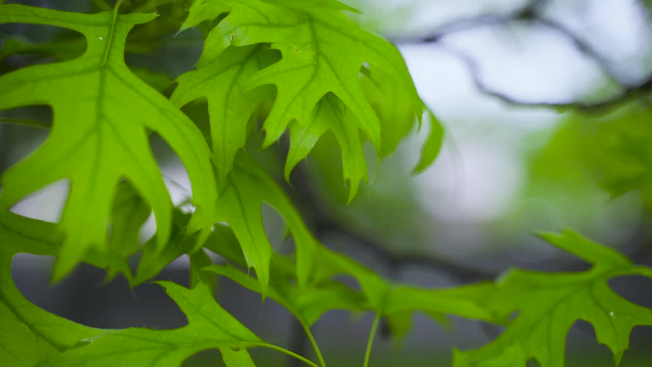 movimiento de cámara lenta a través de ramas de hojas de roble