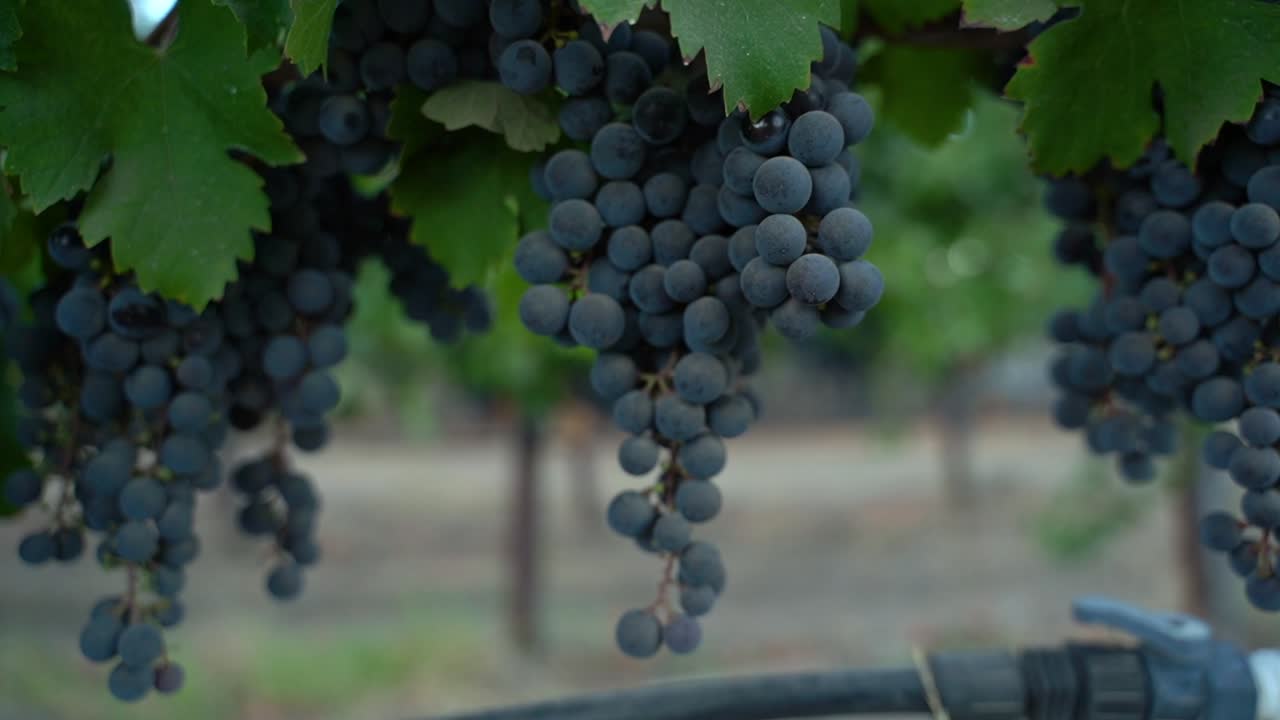 uvas de vino del valle de napa en movimiento