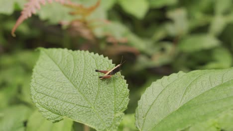 small yellow grasshopper resting on leaf