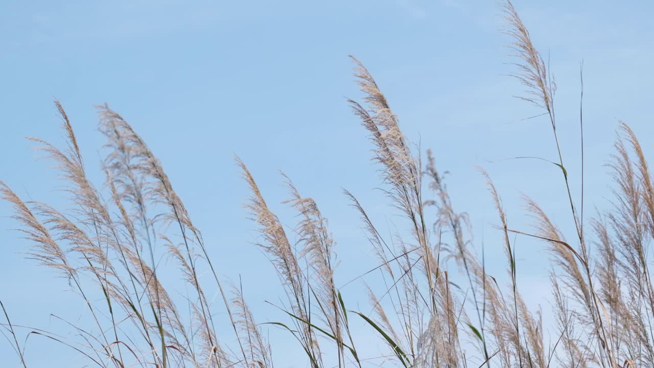 바람에 날리는 코곤 풀의 슬로우 모션