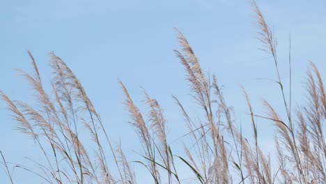 cámara lenta de hierba cogon soplada por el viento