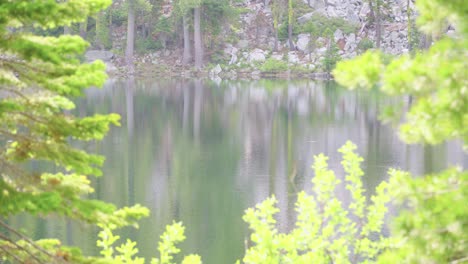 Trucha-Alimentándose-De-Las-Tranquilas-Aguas-De-Un-Lago-Alpino-Por-La-Mañana