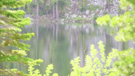 朝の高山の湖の静かな水を食べるマス