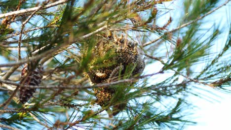 huge silk nest of pine processionary caterpillars high on a tree branch