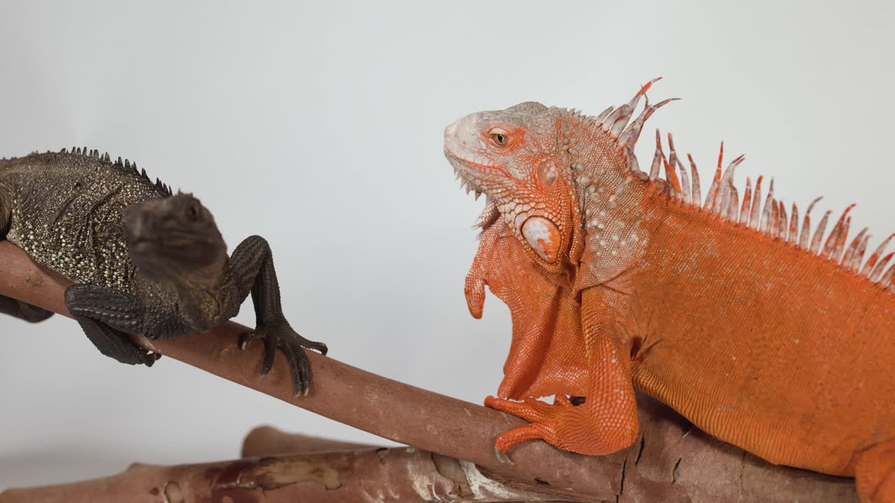 Una iguana roja vibrante y un lagarto marrón interactúan mientras están posados en una rama de madera