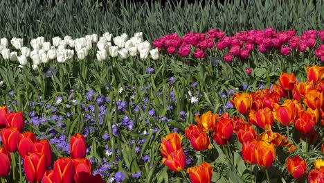 multicolored flowerbed with tulips and sky blue aster swaying in the wind in keukenhof park