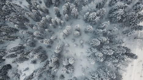 Die-Atemberaubend-Schönen-Verschneiten-Wälder-Der-Ukraine---Luftaufnahme-Von-Oben