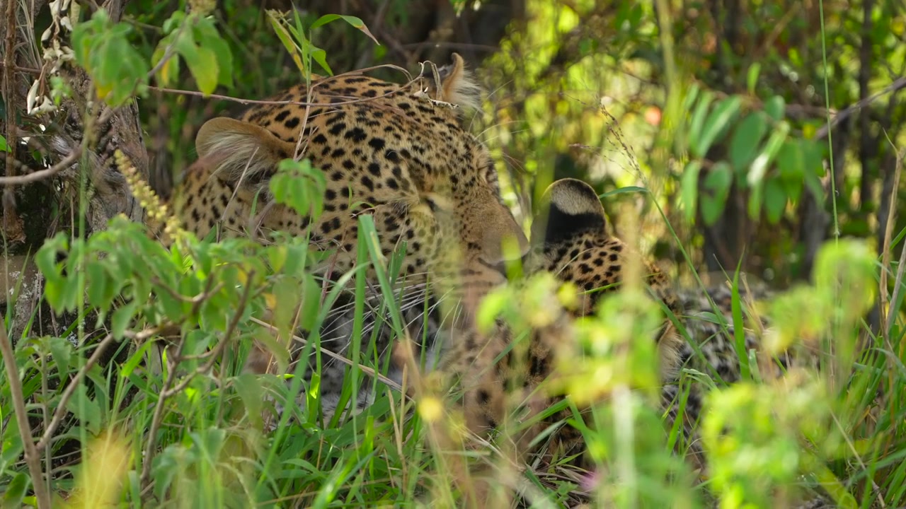 Maasai Mara'da güneşli bir günde, doğal ormanlık yaşam alanında bağ kuran vahşi leopar anne ve yavrusu.