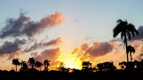 time lapse with silhouettes of palm trees