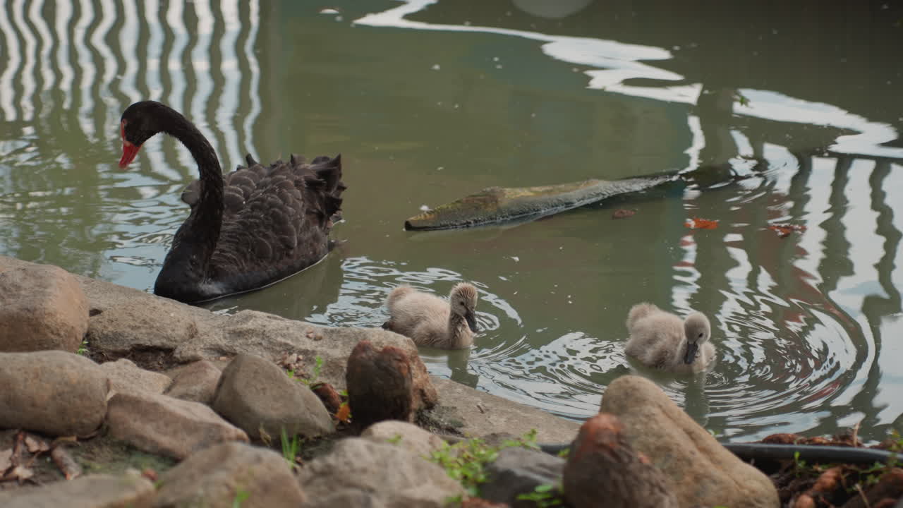 Cisne negro guiando três filhotes ao longo da costa rochosa, progenitor vigilante com bico vermelho perto de água turva e refletora, interação terna e postura protetora capturada em estilo documentário