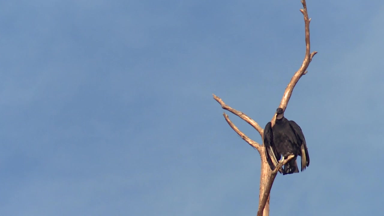 Avvoltoio nero appollaiato su un albero morto nella palude di Okefenokee, contro un cielo azzurro limpido, Georgia, USA