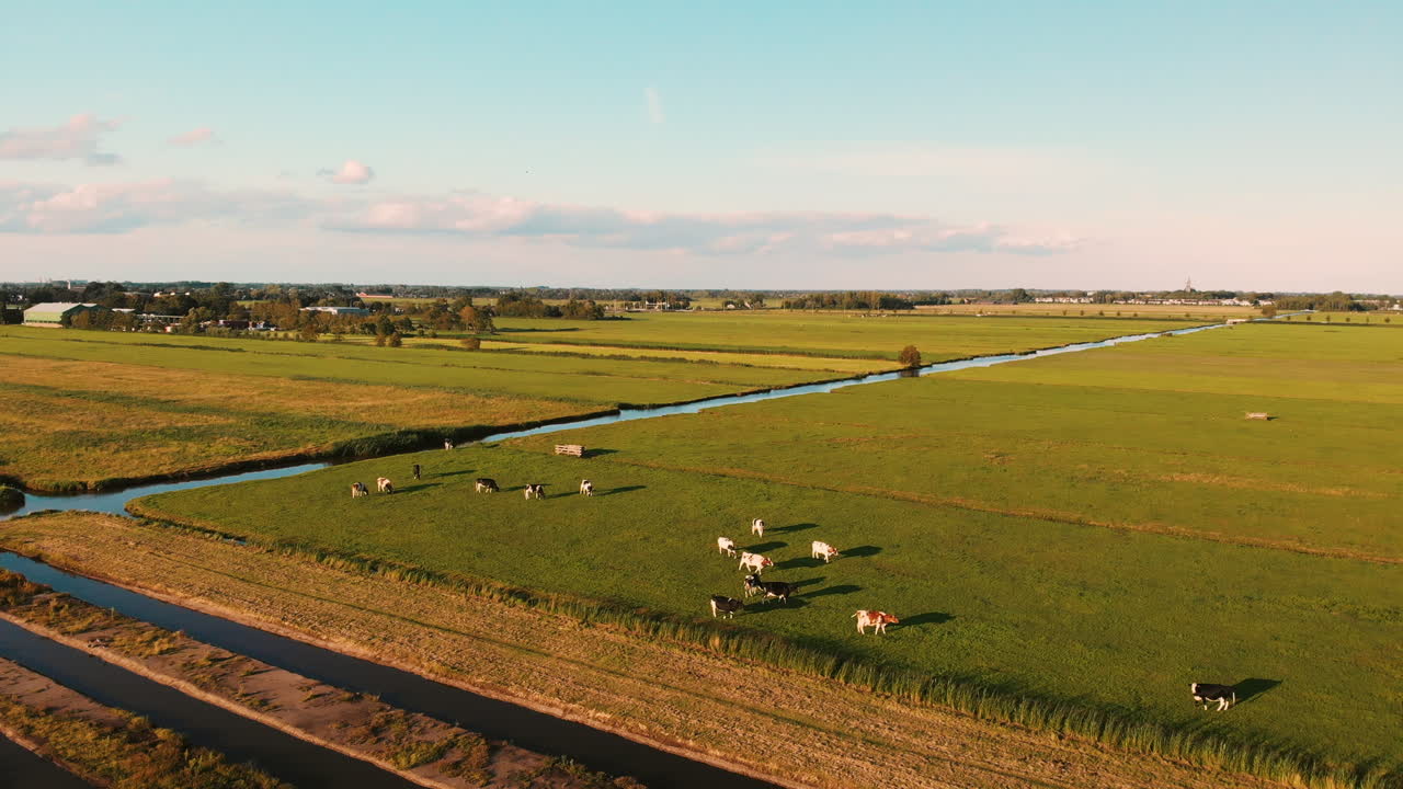 Herd Of Domestic Cow Feeding On The Fields Near The Irrigation Canals On A Sunset In Utrecht, Netherlands, Europe