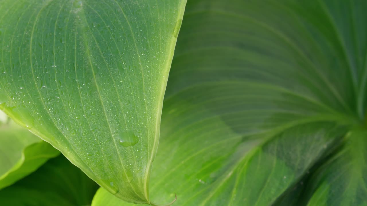 녹색 빛의 열대 잎