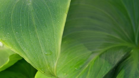 green sunlit tropical leave