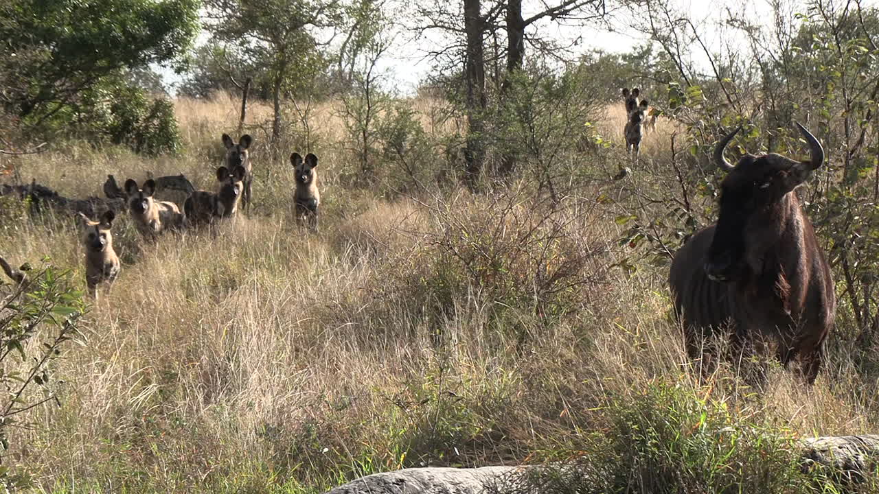 una manada de perros salvajes africanos comienzan a rodear a un gnu en la sabana