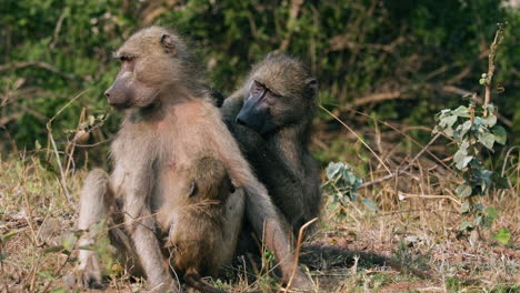 familia de monos babuinos sentados juntos - babuinos machos eliminando piojos de una madre con un bebé en el bosque