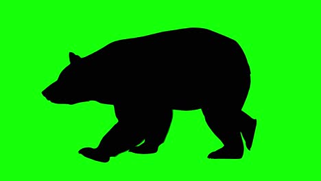 silhouette of a bear walking, on green screen, side view