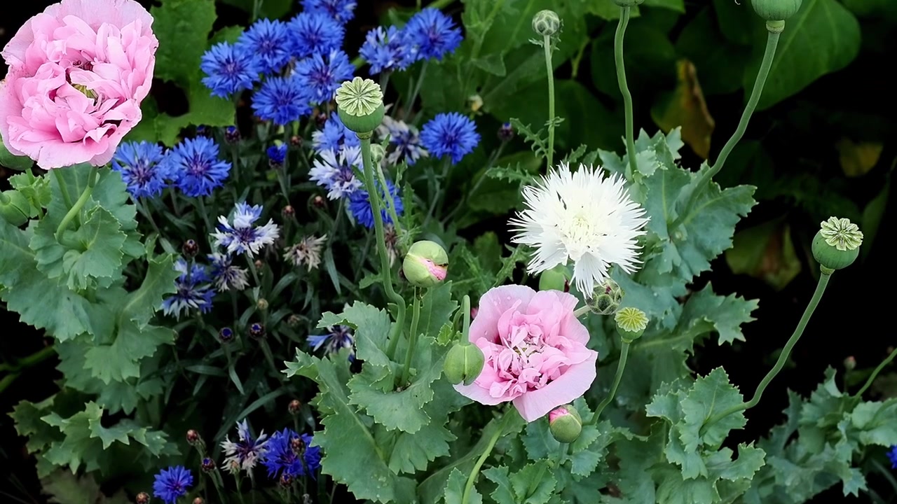 Vildblomsterkant med blå kornblomster, lyserøde valmuer og hvid kejserhat.