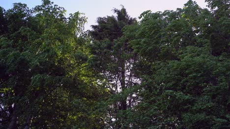 green trees blowing violently in the wind swaying in frenzy