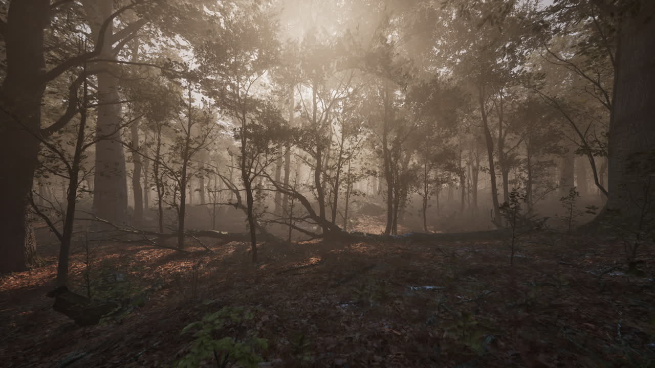 아침 안개와 함께 안개 가득한 가을 숲