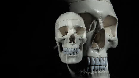 human skull turning on black