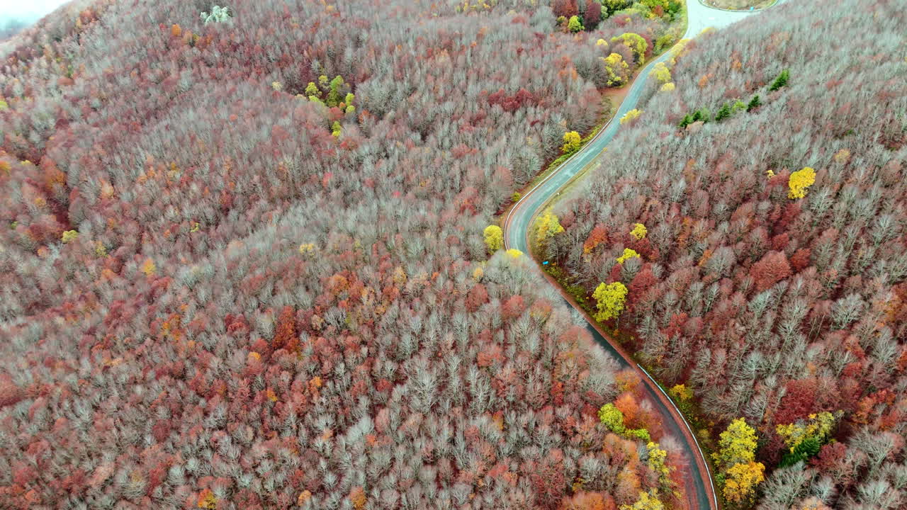 Aerial view of winding road through colorful autumn forest trees