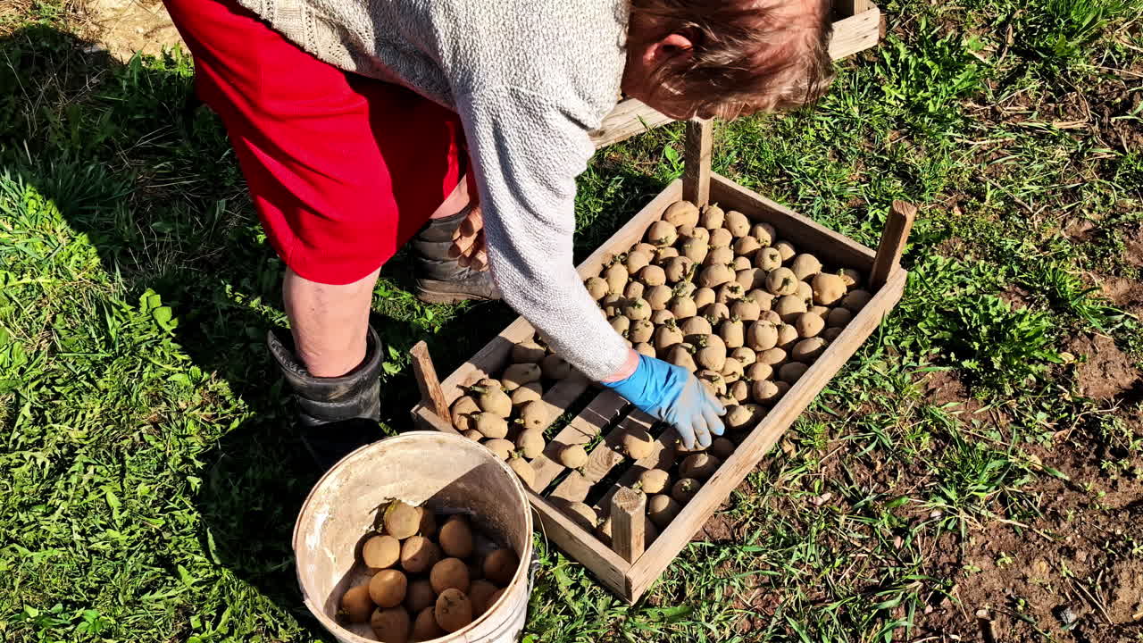 Pensioner woman placing seed potatoes into bucket while standing on grassy field