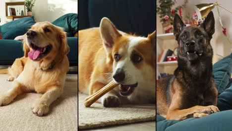 three dogs relaxing