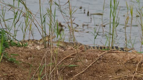 La-Cámara-Se-Acerca-Para-Revelar-Tres-Cocodrilos-Descansando-Durante-La-Tarde-En-Un-Pantano,-Cocodrilo-Siamés-Crocodylus-Siamensis,-Tailandia