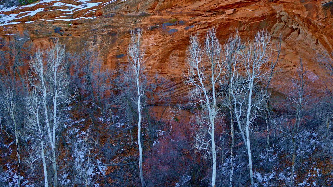 Dramatic Drone shot of white aspen trees against the red rock canyon backdrop