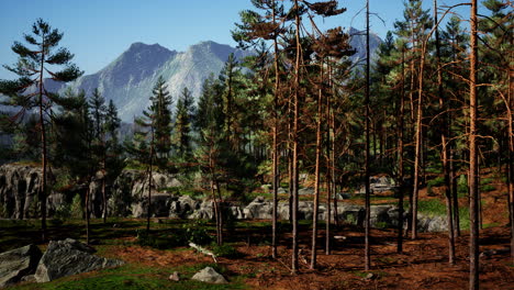 pine forest on the mountainside