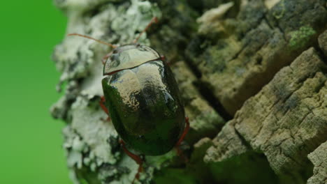 un escarabajo de hoja en un primerísimo plano macro se alza sobre un tronco podrido contemplando la vida