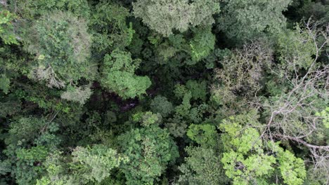 Jungle-stream-flowing-between-trees-in-lush-rainforest,-Costa-Rica