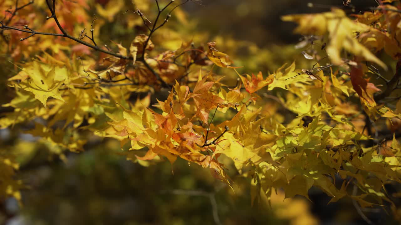 Golden leaves on autumn trees swaying gently in Takayama, Japan