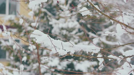 branches with thick melting snow layer against fir tree