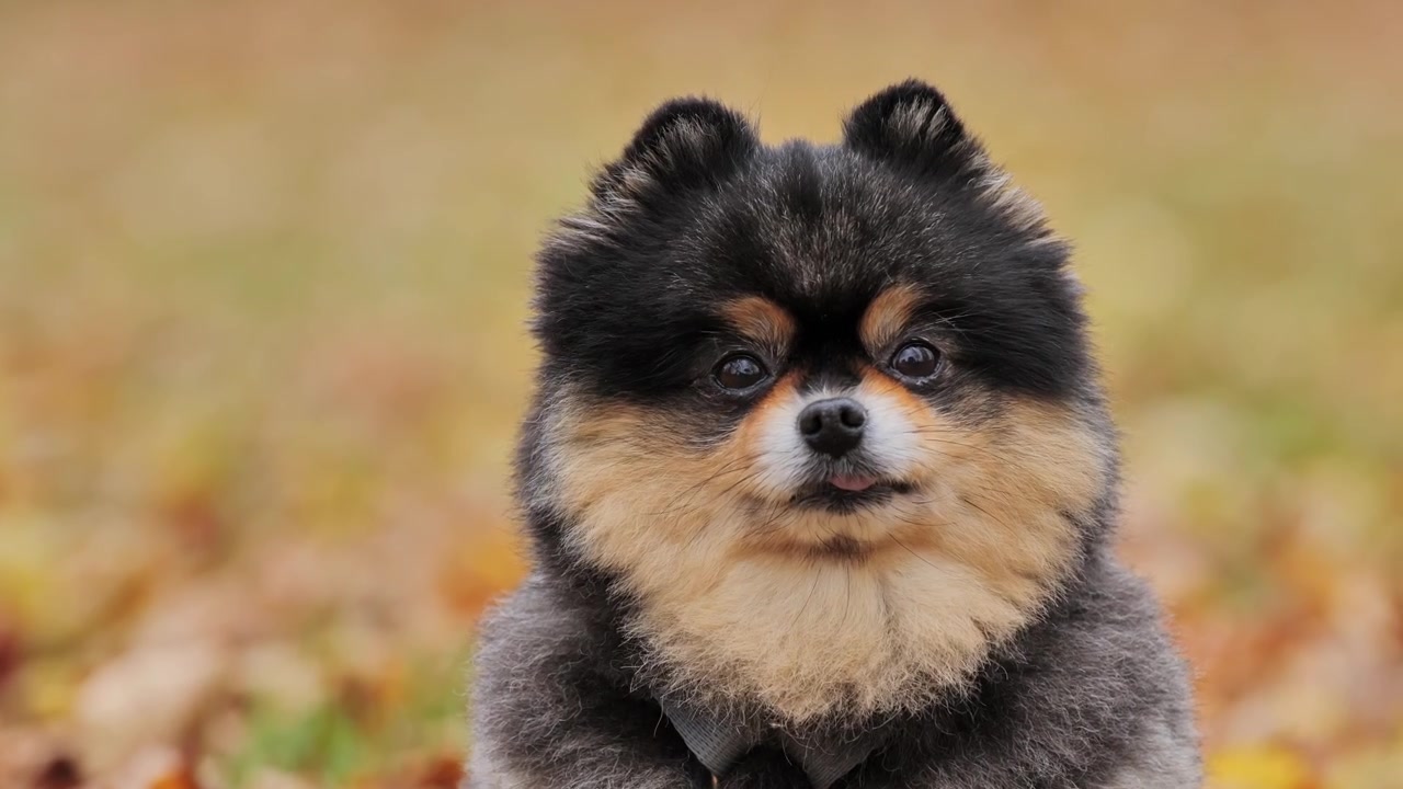 Close-up of Pomeranian with tongue out - cozy autumn colors and curious look, 4K