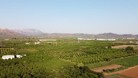 Toma-Aérea-De-Huertos-De-Naranjos-Y-Otros-Tipos-De-árboles-Frutales-En-La-Región-De-Argolis-De-Grecia-|-4k