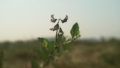 cinematic-zoom-in-on-small-leafy-plant-along-the-coastline